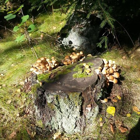 Cottage Baydar Jyraankoski Dış mekan fotoğraf
